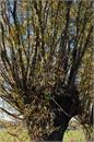 14_Kampinos_jesien