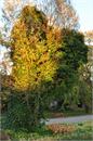 38_Kampinos_jesien